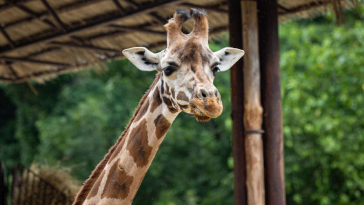 V bratislavskej ZOO náhle uhynula žirafa Salome, stádo už pozostáva len z dvoch jedincov