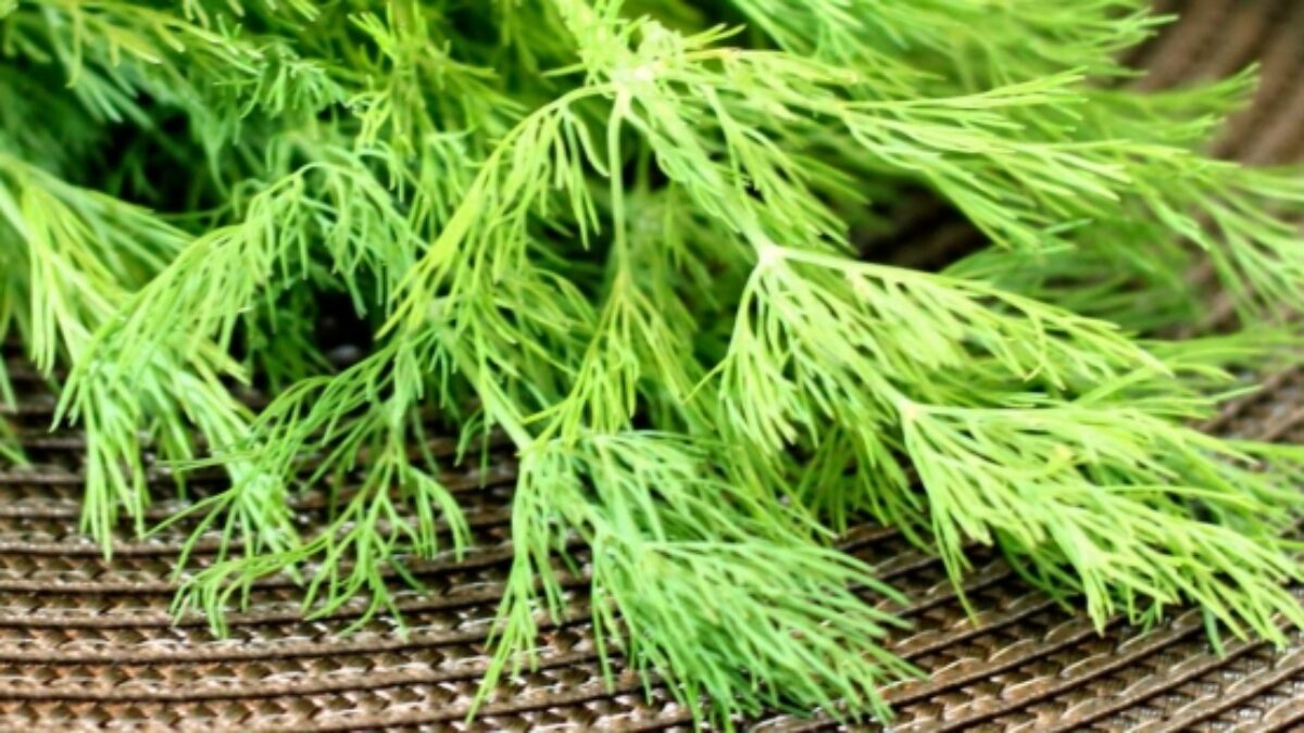 Obrovský poklad prírody, ktorý nám už doma roky veľmi pomáha: Rastlina, ktorá je ešte omnoho účinnejšia ako cesnak – Znižuje krvný tlak a s cukrom v krvi robí divy.