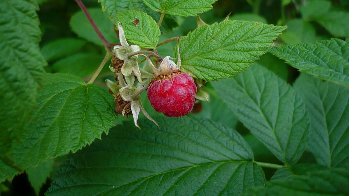 Ostružina malinová