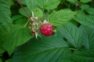 Ostružina malinová