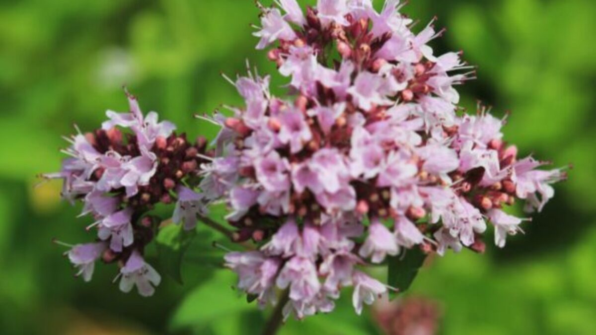 Oregano – pamajorán obyčajný