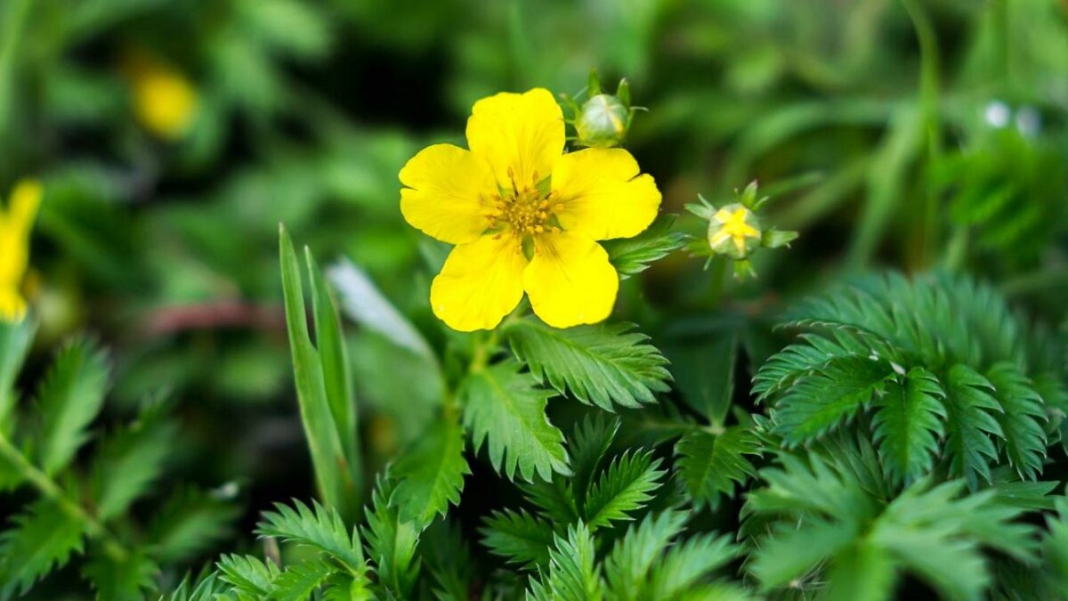 Nátržník vzpriamený