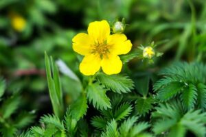 Nátržník vzpriamený