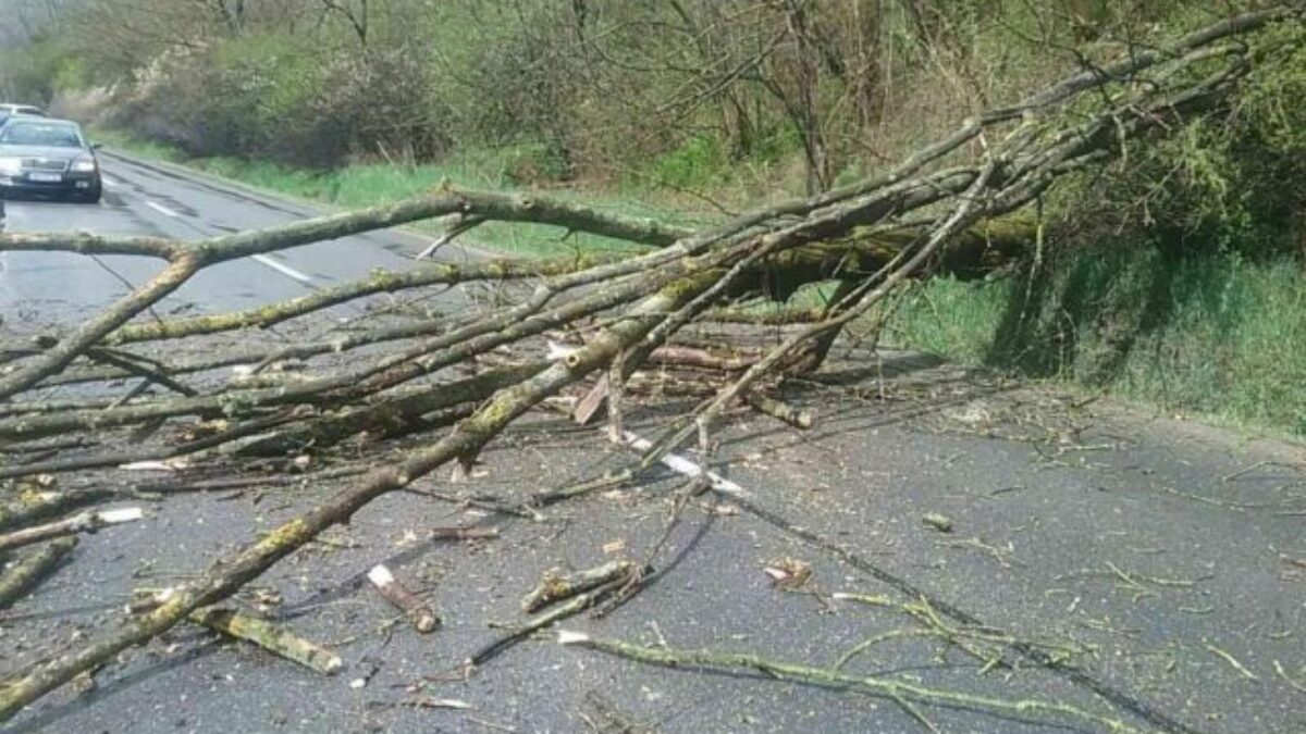 Hasičov v Trnavskom kraji zamestnali popadané stromy, tie bezprostredne ohrozovali bezpečnosť premávky
