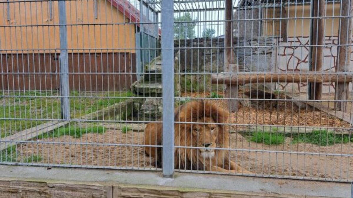Zoologická záhrada v Spišskej Novej Vsi postaví levovi Lordovi nové bývanie, kde by mohol byť chovaný aj párik levov