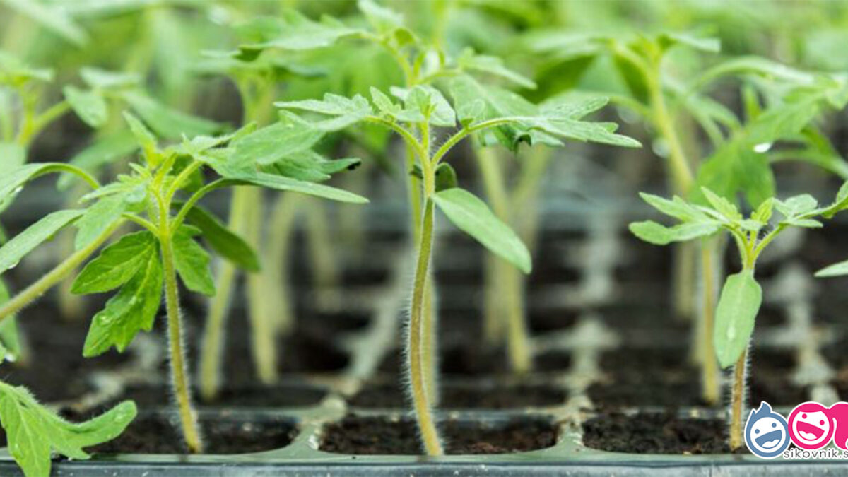 Kedy začať vysievať semená PARADAJOK? Veľkým pomocníkom nám môže byť LUNÁRNY kalendár!