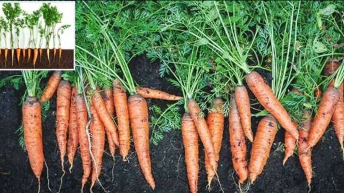 Tajný trik na pestovanie mrkvy: Poradil mi to môj bratranec záhradkár a odvtedy mám vlastne asi tu najkrajšiu mrkvu široko-ďaleko!