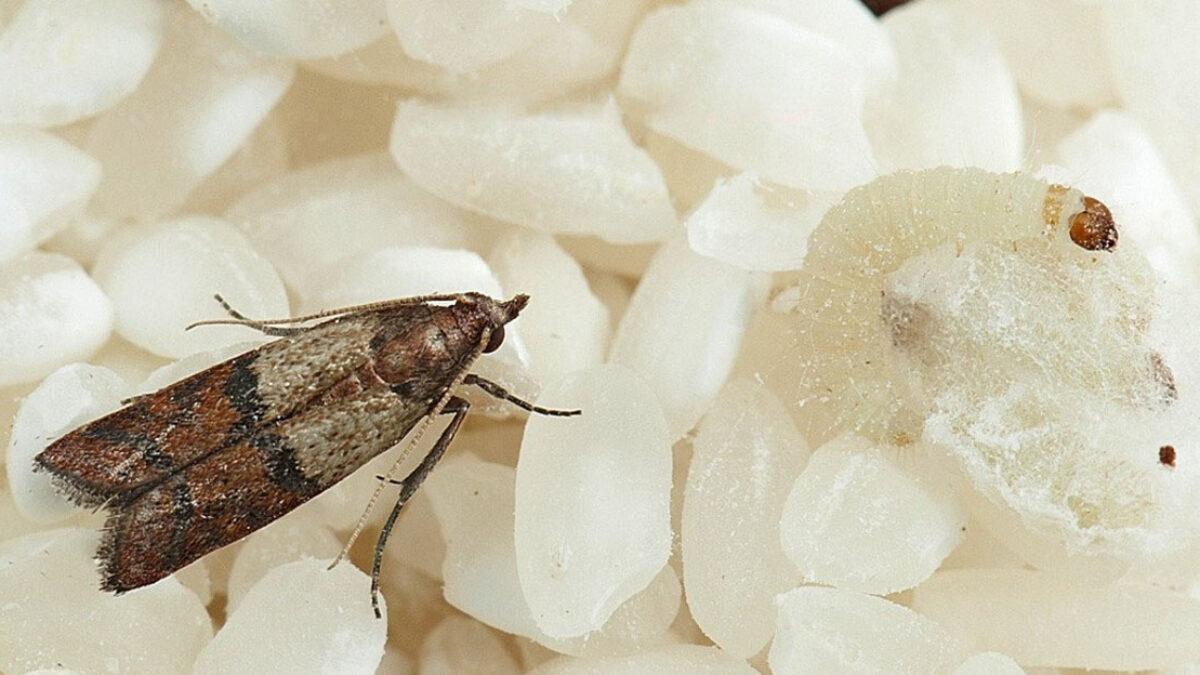 Jednoduchý trik, vďaka ktorému som sa zbavila potravinových molí! Toto bežné korenie mi zachránilo zásoby