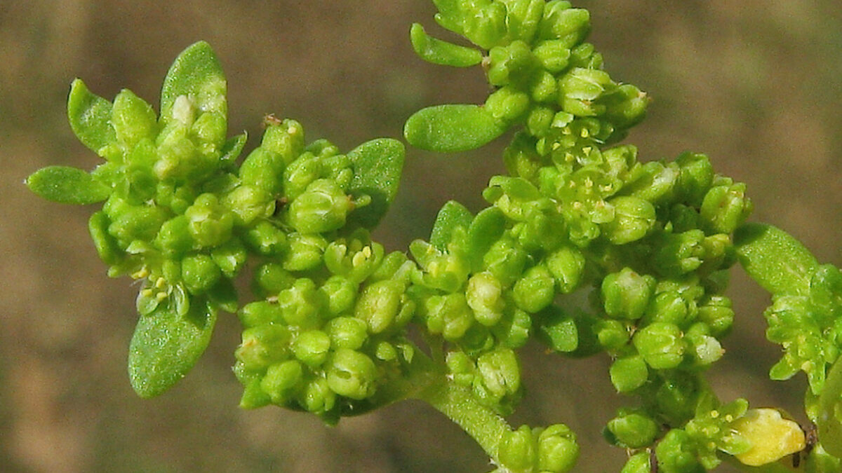 Prietržník holý Prietržník holý