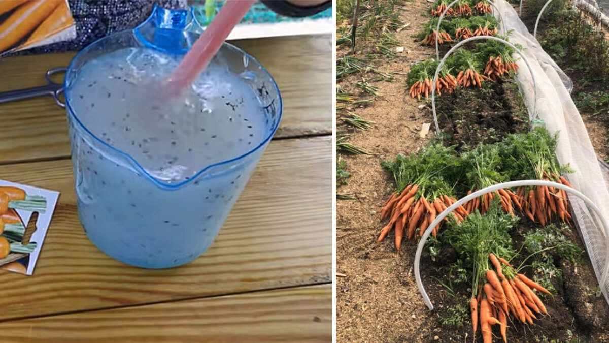 Skúsená záhradkárka mi prezradila geniálny trik na výsev mrkvy – bez prerieďovania a so zdravou, bohatou úrodou!