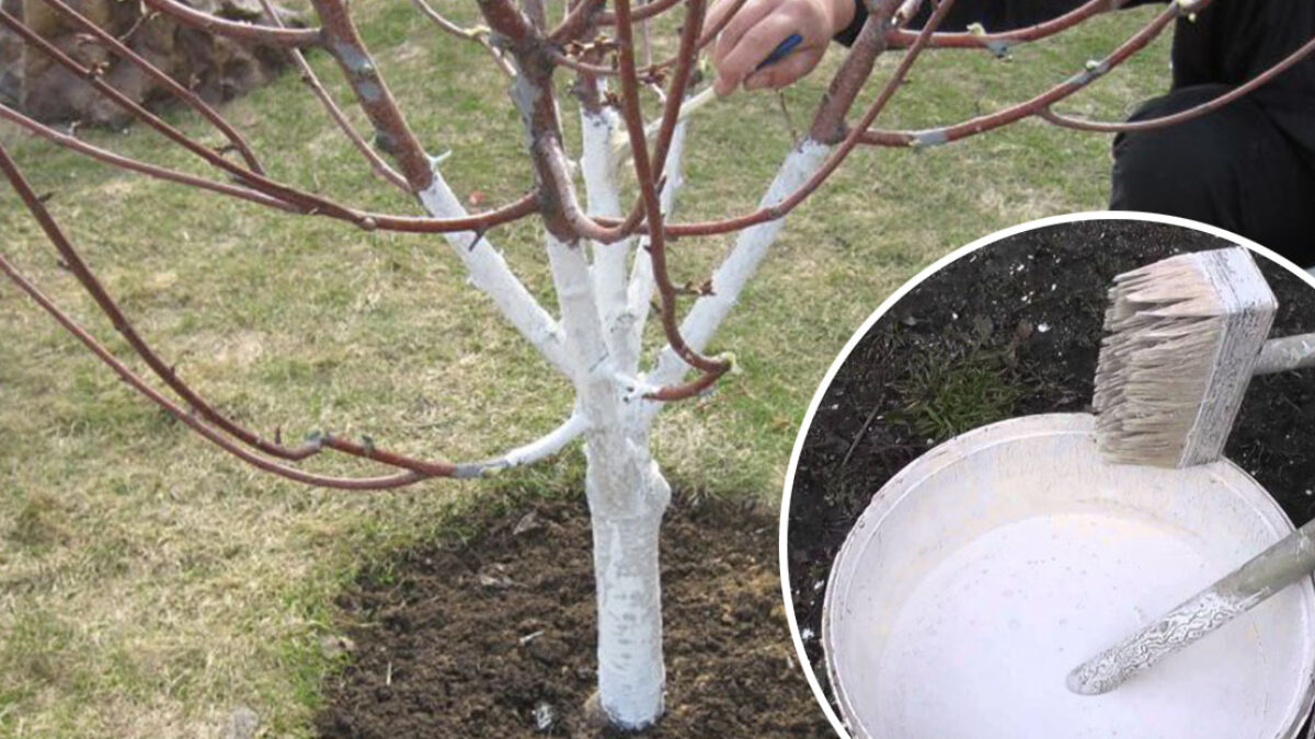 Zaobstarajte si vápno na bielenie ovocných stromov! Nečakajte zbytočne, ideálny čas na ochranu kmeňov prichádza už vo februári!