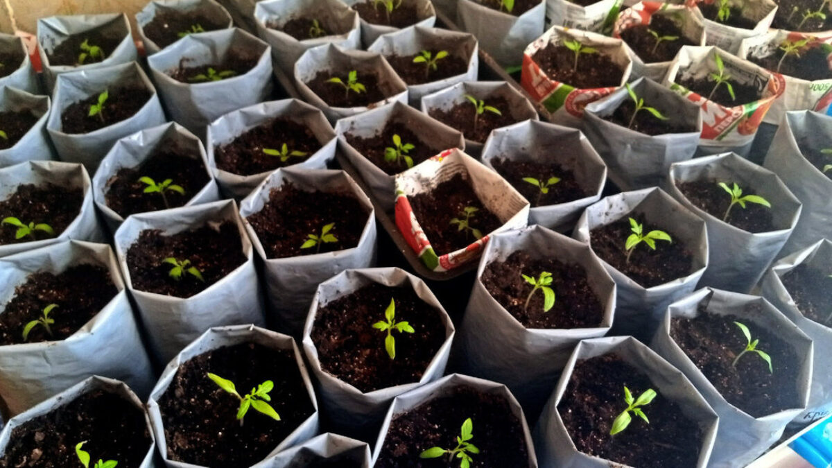 Pestovanie sadeníc paradajok: Ako si vypestovať silné a zdravé rastliny bez zbytočného stresu