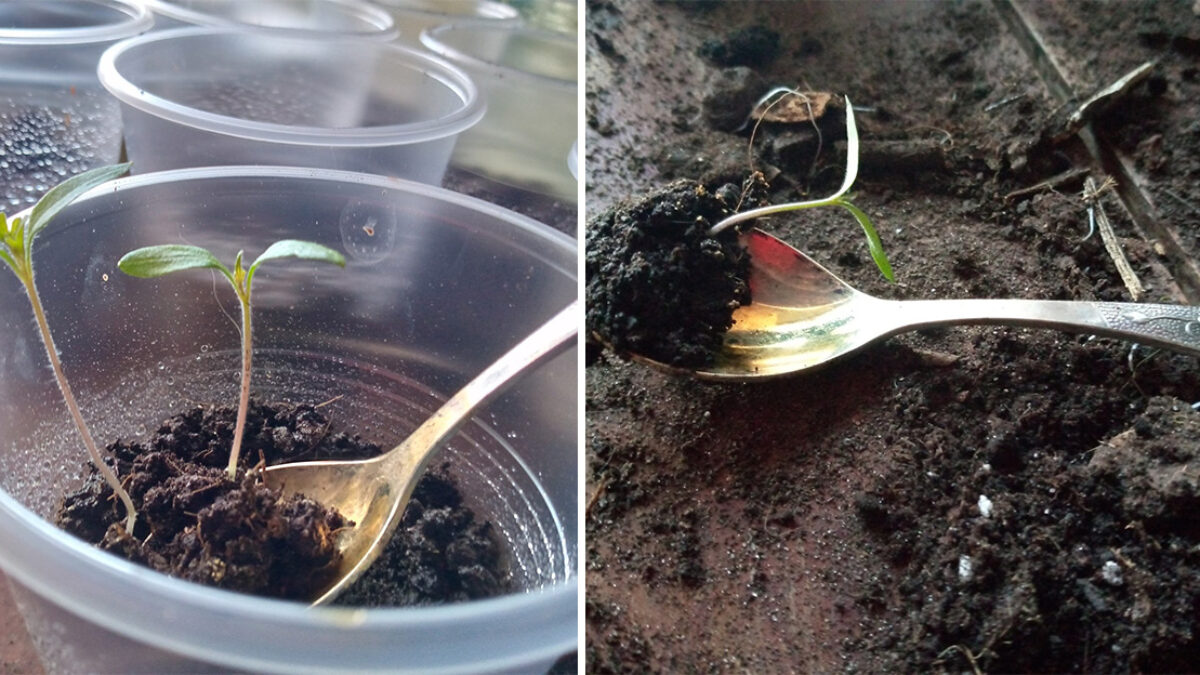 Prečo paradajky a papriky presádzam ešte pred objavením pravých listov? Odhaľujem tajomstvo, ktoré mi poradil skúsený agronóm