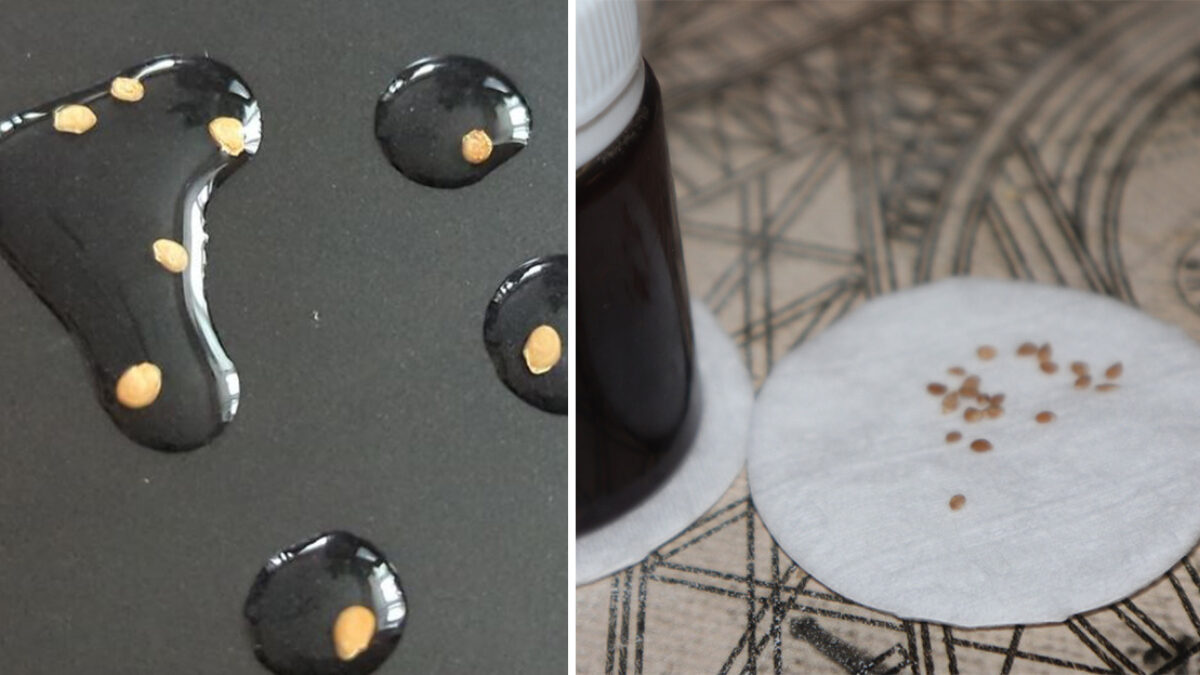 Do čoho mám namočiť semená papriky a paradajok, aby som ich dezinfikoval od všetkých chorôb a plesní?