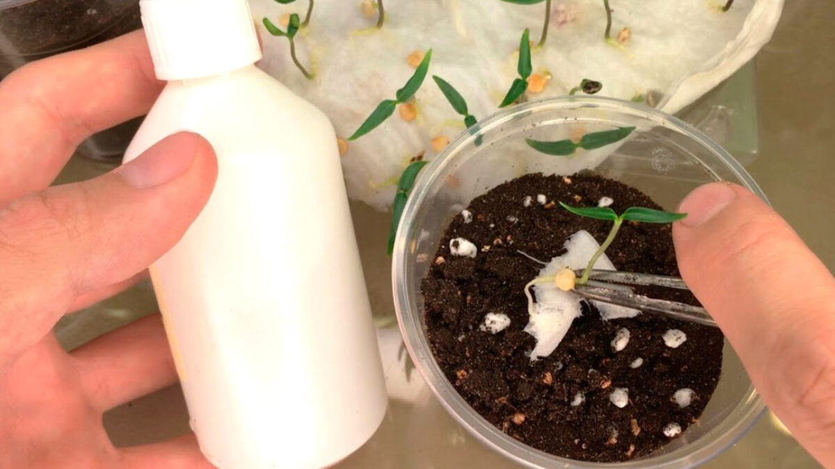 Ľutujem, že ma to nenapadlo skôr. Teraz vysievam papriku vo februári-marci len touto metódou