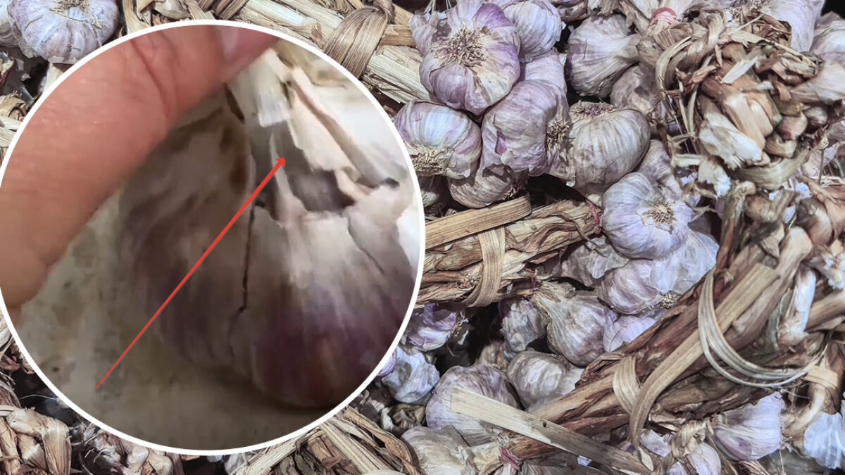 Prečo môj cesnak vysychá? JEDNODUCHÝ A SPOĽAHLIVÝ SPÔSOB USKLADNENIA CESNAKU do novej úrody