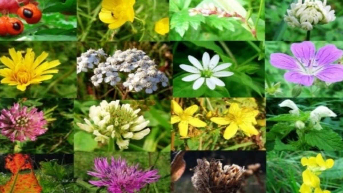 Veľmi užitočný zoznam až 150+ prírodných liečiv a ako Vám dokážu pomôcť