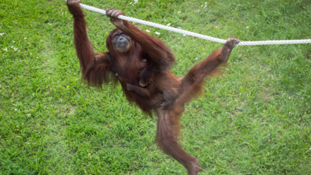 Bežecké trate, kam sa počas bežnej návštevy nedostanete. Bratislavská ZOO  spustila registráciu na benefičnú akciu oRUNgutan beh