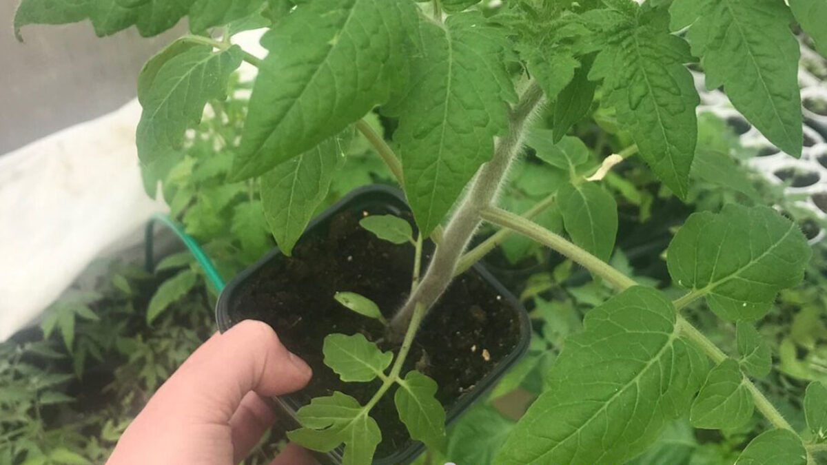 Sú vaše sadenice paradajok natiahnuté a ochabnuté? Vyriešila som to jednoducho a navyše mám z jednej rastliny dvojnásobnú úrodu