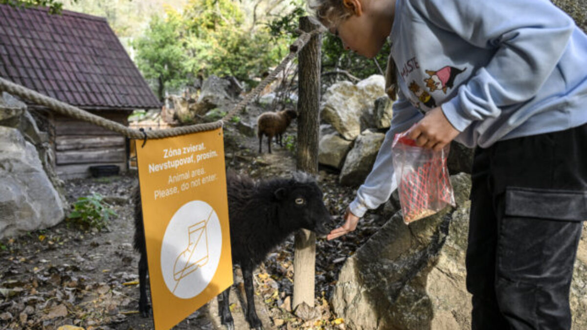 ZOO Bratislava pozýva na otvorenie novej sezóny, uskutoční sa aj prvé kŕmenie kapybár