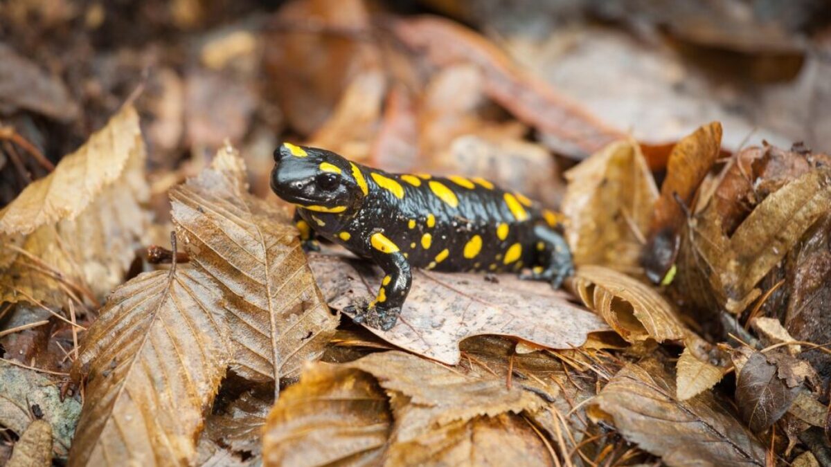 Mestské lesy upozorňujú na migrujúce salamandry, apelujú na všímavosť