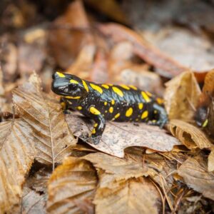 Mestské lesy upozorňujú na migrujúce salamandry, apelujú na všímavosť