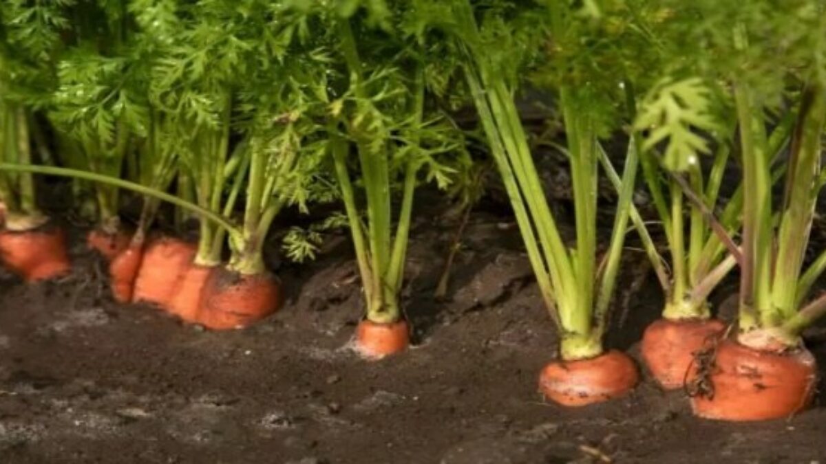 Rada od môjho šikovného suseda záhradkára a odvtedy mám tu najkrajšiu mrkvu: Platí aj pre skorú mrkvu, takže jej mám stále dosť!