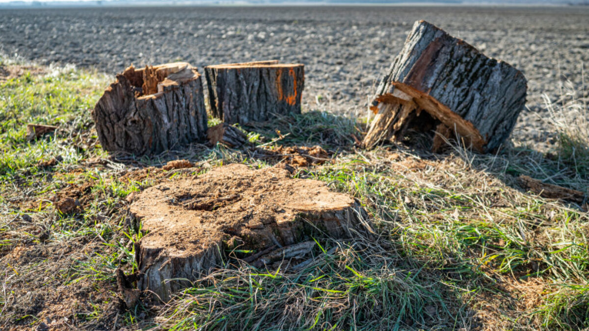Komplexné odstraňovanie pňov po likvidovaných drevinách v blízkosti ciest II. a III. triedy v správe SC BSK