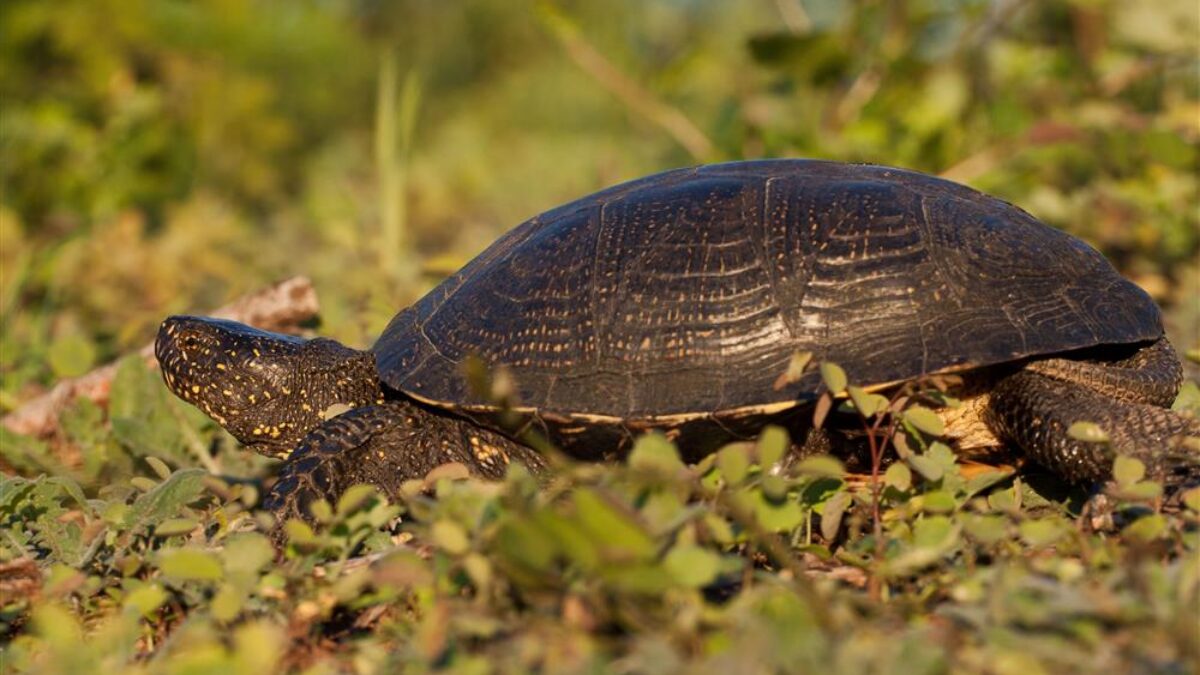 23. máj patrí svetovému dňu korytnačiek
