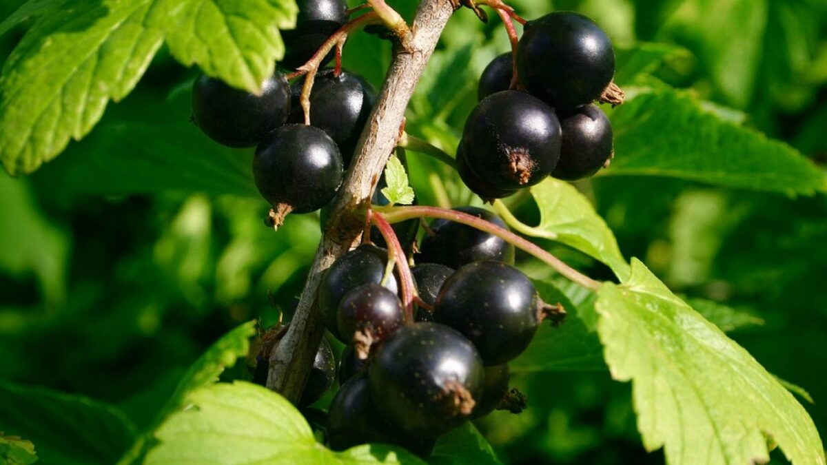Ríbezľa čierna