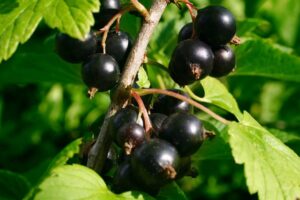 Ríbezľa čierna