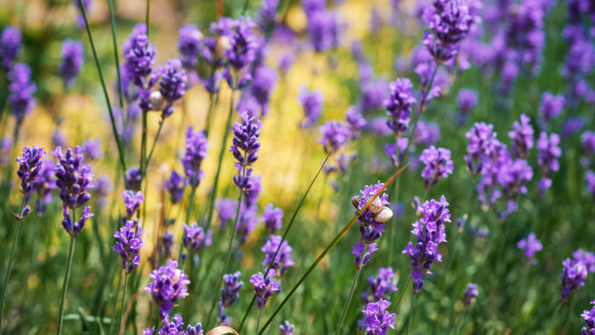 Kedy zbierať levanduľu lekársku