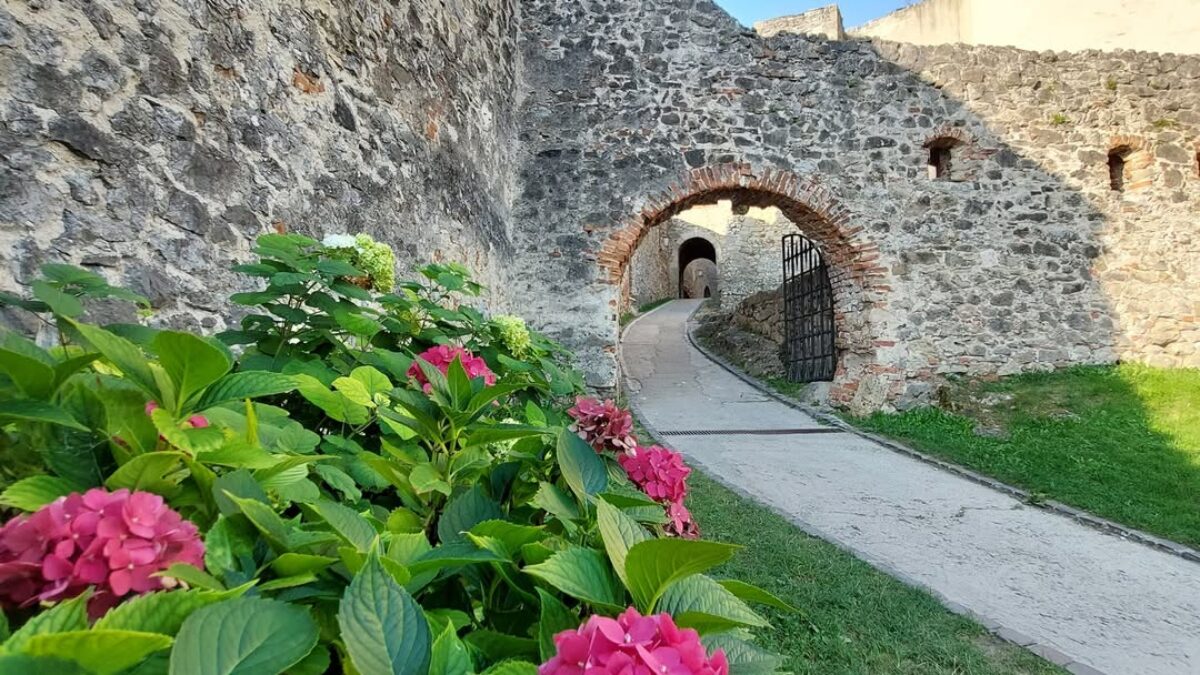 Trenčiansky hrad: Biele krásky vystriedali ružové.