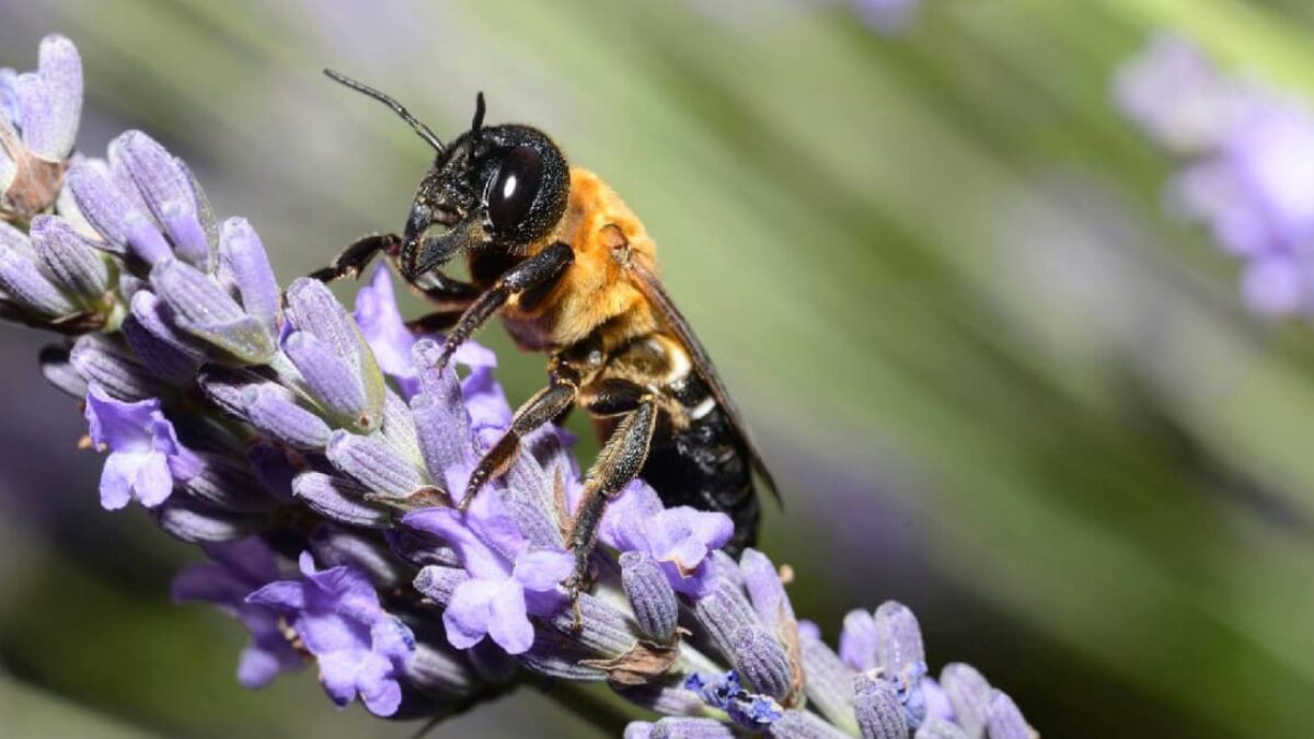 Do Česka dorazila obria včela z Ázie. Miluje jeden druh stromu, jej bzukot neprepočujete.