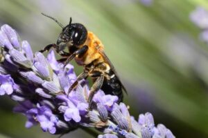 Do Česka dorazila obria včela z Ázie. Miluje jeden druh stromu, jej bzukot nepre...