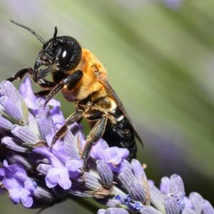 Do Česka dorazila obria včela z Ázie. Miluje jeden druh stromu, jej bzukot nepre...