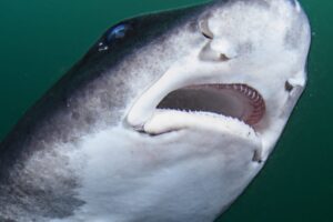Žraloky sa okamžite vrhli na mŕtvu kravu. Pozrite na zvláštny Žraloky sa okamžite vrhli na mŕtvu kravu. Pozrite na zvláštny systém, ktorým ju ...