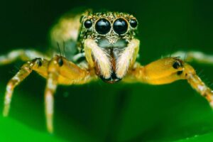 Skákavka je neľútostný lovec iných pavúkov. Video ukazuje jej geniálnu taktiku