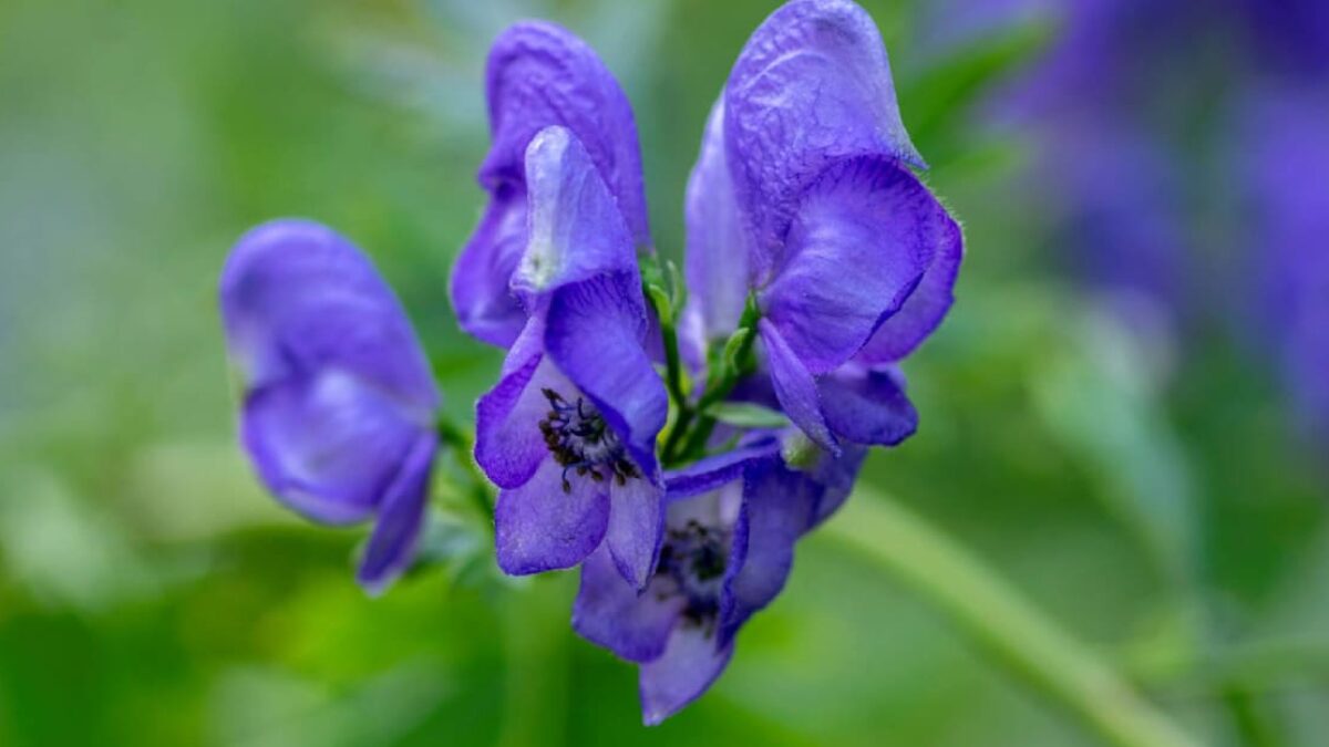 Najjedovatejšia rastlina našich hôr rastie len v Česku. Zabíja zvlášť krutým spôsobom