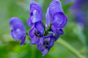 Najjedovatejšia rastlina našich hôr rastie len v Česku. Zabíja zvlášť krutým spô...