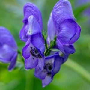 Najjedovatejšia rastlina našich hôr rastie len v Česku. Zabíja zvlášť krutým spô...