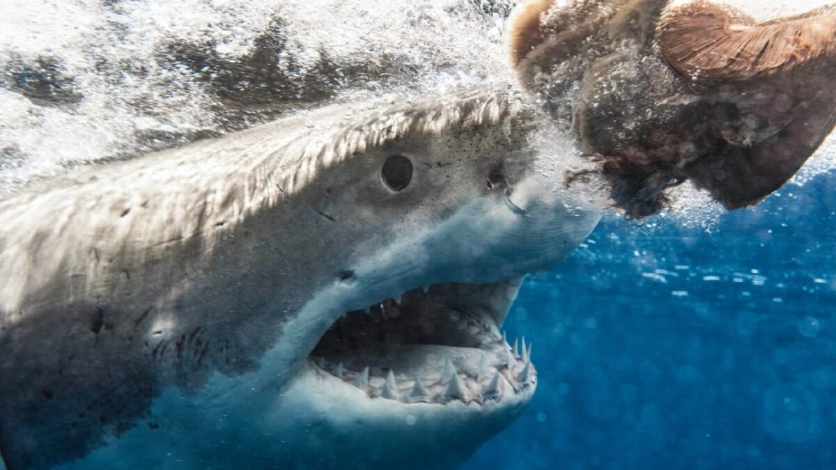 Žralok stiahol turistku za prsty do vody pri kŕmení, video vyvoláva husiu kožu