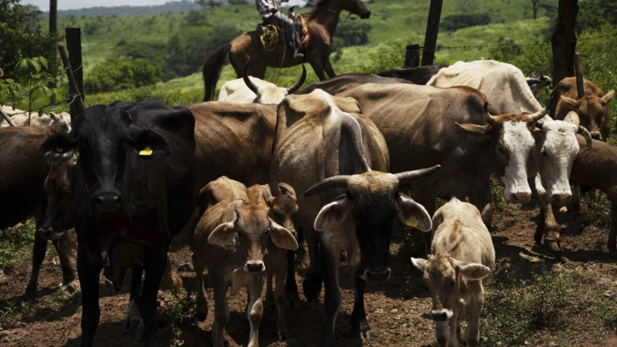 USA a Mexiko chovajú sterilné muchy skrutovca amerického, aby zastavili šírenie mäsožravého parazita do Texasu.