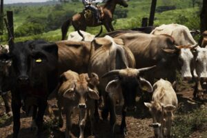 USA a Mexiko chovajú sterilné muchy skrutovca amerického, aby zastavili šírenie ...