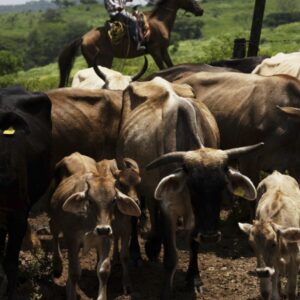 USA a Mexiko chovajú sterilné muchy skrutovca amerického, aby zastavili šírenie ...