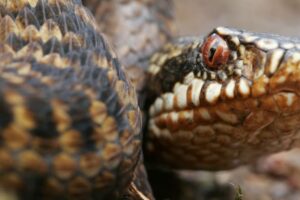 Vretenica zabila desaťkrát väčšiu korisť a snažila sa ju zožrať.