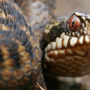 Vretenica zabila desaťkrát väčšiu korisť a snažila sa ju zožrať.