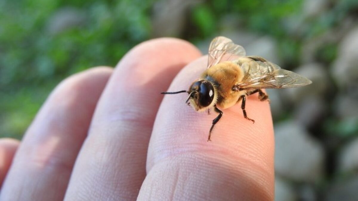 Alergie na bodnutie hmyzom? Nepanikárte. Tu je návod, čo robiť.