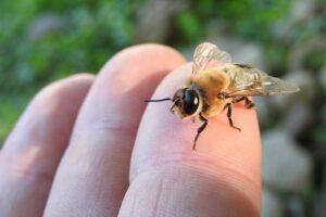 Alergie na bodnutie hmyzom? Nepanikárte. Tu je návod, čo robiť.