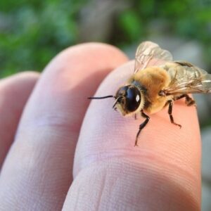 Alergie na bodnutie hmyzom? Nepanikárte. Tu je návod, čo robiť.